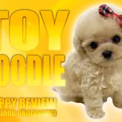 【 トイプードル 】生後2ヶ月415gの小さめサイズのアプリコットの男の子！