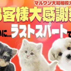 【 お知らせ 】お客様第感謝祭ラストスパート！2023年の最後に最高の出会いを！