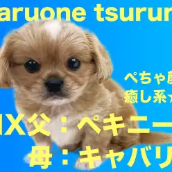 【 MIX 】とても希少なMIXペキキャバちゃん（ペキニーズ☓キャバリア）!