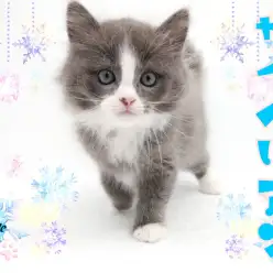 【 サイベリアン 】話題の低アレルゲンキャット！氷の国の王子様！