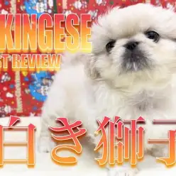 【 ペキニーズ 】ぺちゃんこフェイスのおっとりベイビー!リアルお餅ペキニーズちゃん!