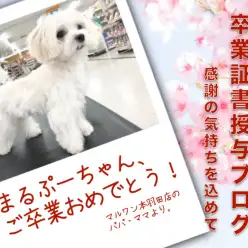 【 卒業記念 】マルプーちゃん卒業おめでとう！今までの感謝を込めて〜卒業ブログ〜