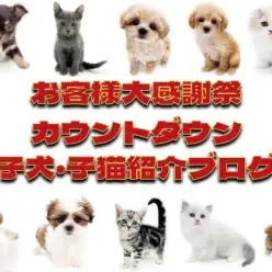 【 お知らせ 】お客様大感謝祭カウントダウン5！子犬・子猫紹介！現在の写真付き！