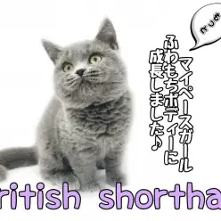 【 ブリティッシュショートヘア 】 マイペースガールふわもちボディに成長しました