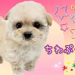 【 MIX 】マルワンプレミアム、激かわMIXチワプー！見る者全てを魅了する麗し