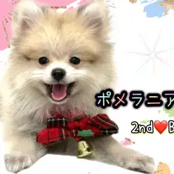 【 ポメラニアン 】生後4ヶ月半お猿さん真っ只中！垂れ目で甘えん坊なポメちゃん