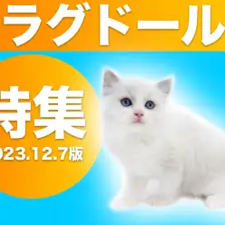 【 ラグドール特集 】12/7現在在店中の青い瞳が美しいぬいぐるみニャンコ！