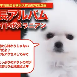 【 ポメラニアン 】純白の被毛に包まれたプレミアムポメちゃんの成長日記