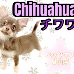 【 チワワ 】2ndBlog 元気いっぱいのちーちゃんはなんと猫とも仲良し！