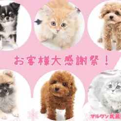 【 お知らせ 】マルワン武蔵浦和店お客様大感謝！残り4日！子犬子猫紹介！