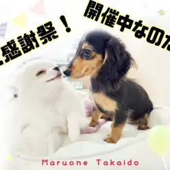 【 お知らせ 】運命の子と出会うチャンスがここに！大感謝祭12/17まで開催中！