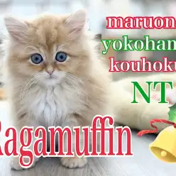 【 ラガマフィン 】ベビーフェイスの可愛い系男子！レッドタビーの長毛猫種