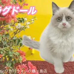 【 ラグドール 】 まるでぬいぐるみ！？可愛さ抜群で虜になるキャットガール