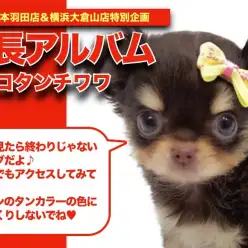 【 チワワ 】ミニマムボディの可愛いチョコタンチワワちゃんの成長日記