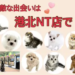 【 お知らせ 】お客様大感謝祭残り6日！素敵な出会いを港北NT店で