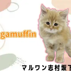 【 ラガマフィン 】イケメンな甘えん坊猫登場!レッドタビーの男の子が仲間入り♪
