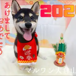 【 大倉山店イベント情報 】明けましておめでとうございます!11歳の誕生祭開催!