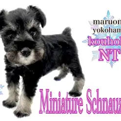 【 ミニチュア・シュナウザー 】気品あふれるレディが港北NTに登場！