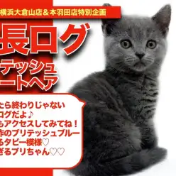 【 ブリちゃんの成長アルバム 】美し過ぎるブリテッシュブルーのブリちゃんの成長記！