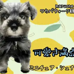 【 ミニチュア・シュナウザー 】 圧倒的可愛さ！甘えん坊さんのシュナちゃん！