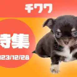 【 チワワ特集 】12/28現在在店中の全店舗のチワワちゃんをご紹介！