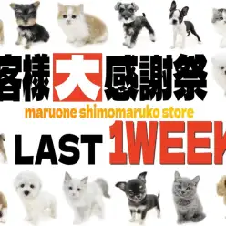 【 お知らせ 】お客様大感謝祭も残り…7日！在籍中わんにゃんを一挙ご紹介！