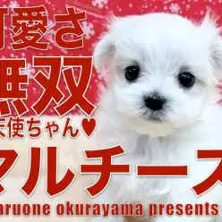 【 マルチーズ 】5つの可愛さ法則をバッチリクリア！輝く純白王子！