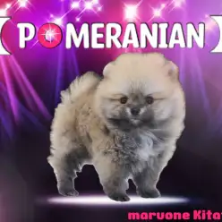 【 ポメラニアン 】驚愕のモフ感！一目で虜になる究極のポメちゃん