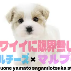 【 MIX 】マルチーズとマルプーのクォーター！限界無しの可愛いさは絶対に主役級
