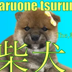【 柴犬 】まるでくまのようなお顔！スタイル抜群の男の子！！