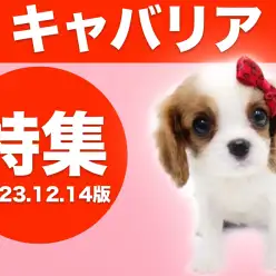 【 キャバリア特集 】12/14現在在店中の全店舗の癒し系DOGをご紹介！