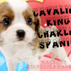 【 キャバリア 】みんなの人気者！ブレンハイムが一際目立つ陽気なキャバちゃん！