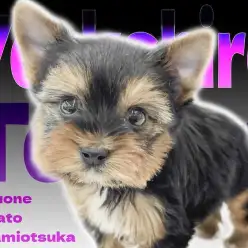 【 ヨークシャーテリア 】小柄で飼いやすい！カメラが好きなアイドル気質のヨーキー