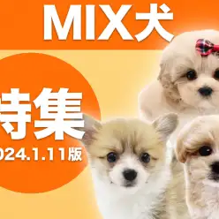 【 MIX犬特集 】1/11現在在店中の全店舗のオンリーワンなMIXをご紹介！
