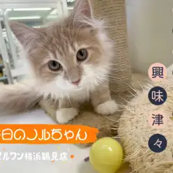 【 ノルウェージャンフォレストキャット 】本日のノルちゃん！新オモチャに興味深々！