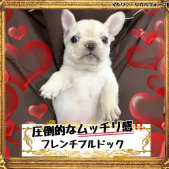 【 フレンチブルドッグ 】圧倒的なむっちりボディ！はなぺちゃの代表フレブルちゃん