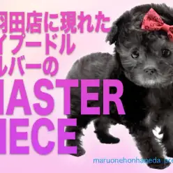 【 トイプードル  】美しさと可愛さ爆裂!シルバープードルのマスターピース!