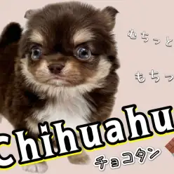 【 チワワ 】小さな身体には癒したっぷり！ムチっとボディのプレミアムチワワ！