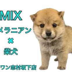 【 MIX犬 】ぬいぐるみ感たっぷりなポメラニアンと柴犬の希少MIX降臨！