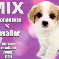 【 キャバション 】キャバリアとビションフリーゼの最強MIX犬が聖地に降臨！