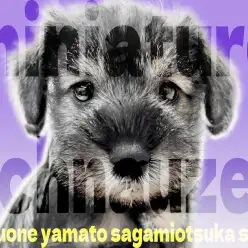 【 シュナウザー 】優しいルックスとハツラツとした性格は最高のパートナードッグ！