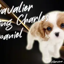 【  キャバリア 】華やか・清楚！女の子らしさがギュッと詰まった最高のキャバリア