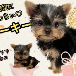 【 ヨークシャーテリア 】小さめ！手乗りサイズの激カワヨーキー登場！！