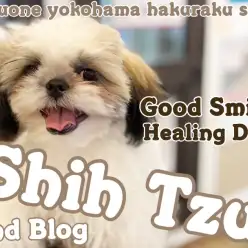 【 シーズー 】現役飼育スタッフが語る！シーズーは成長してからが可愛さの本番よ！