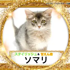 【 ソマリ 】こっちまで聞こえるゴロゴロ！甘え上手なソマリちゃん