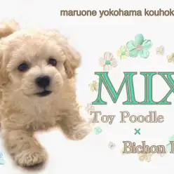 【 ミックス 】キャラメルカラーのわたあめBOYプードル×ビションの男の子