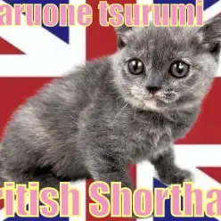 【 ブリティッシュ・ショートヘア  】まんまるお顔に珍しいカラー!!