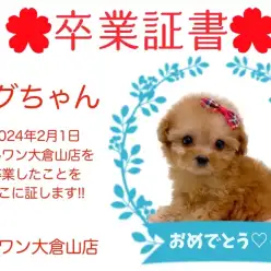 【卒業証書】メグちゃん卒業おめでとう！！スタッフママより愛を込めて！