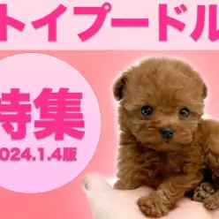 【 トイプードル特集 】1/4現在在店中の全店舗の人気NO1トイプードルちゃん！