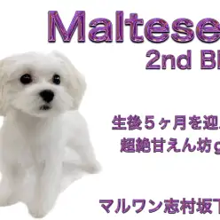 【 マルチーズ 】生後5ヶ月で1.9kg！甘えん坊な純白の女の子2ndレビュー！